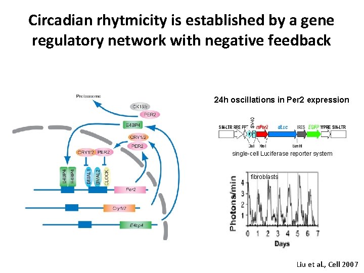 Circadian rhytmicity is established by a gene regulatory network with negative feedback 24 h