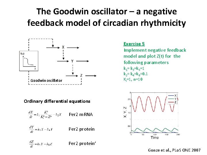 The Goodwin oscillator – a negative feedback model of circadian rhythmicity Exercise 5 Implement