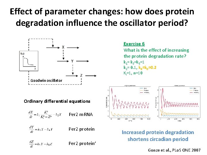 Effect of parameter changes: how does protein degradation influence the oscillator period? Exercise 6