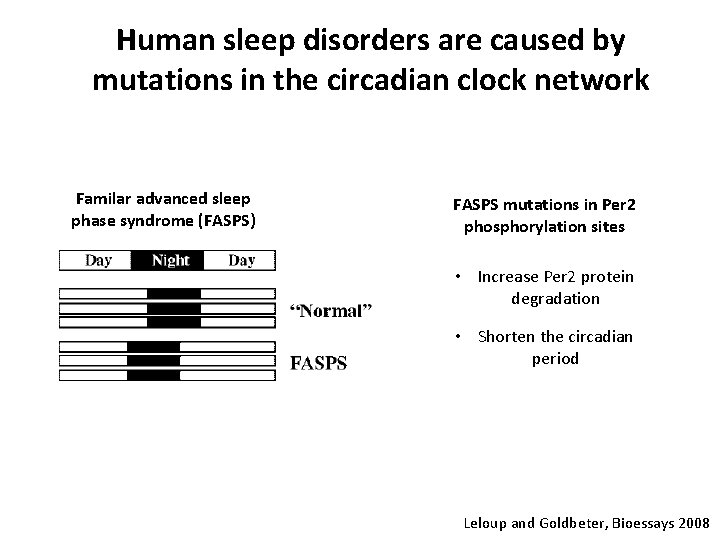 Human sleep disorders are caused by mutations in the circadian clock network Familar advanced