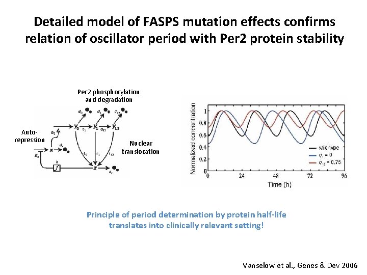 Detailed model of FASPS mutation effects confirms relation of oscillator period with Per 2