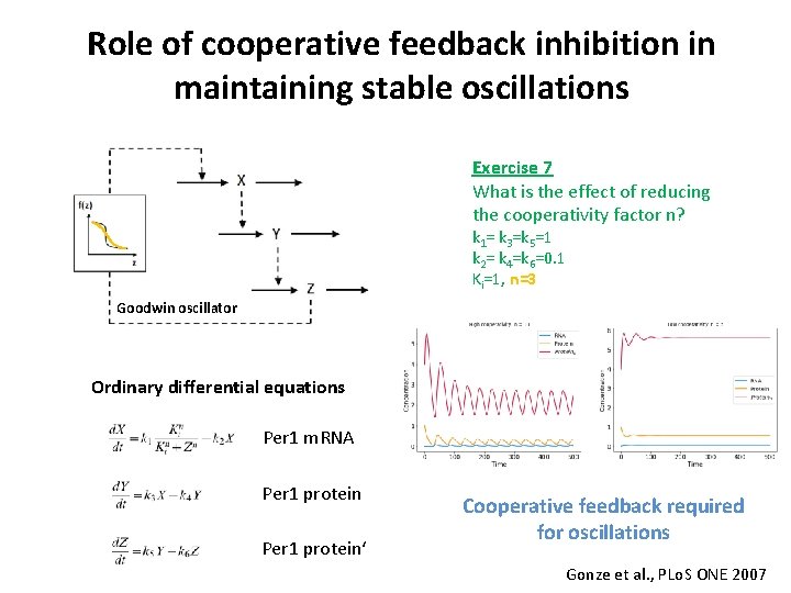 Role of cooperative feedback inhibition in maintaining stable oscillations Exercise 7 What is the