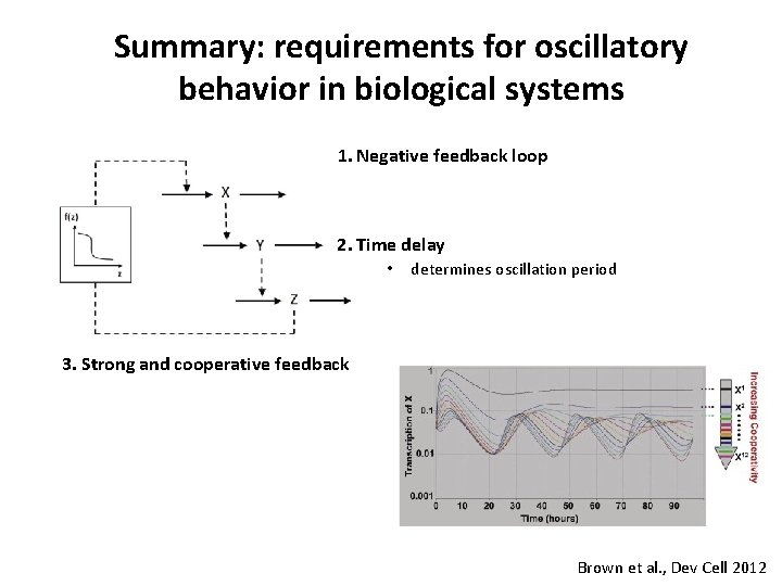 Summary: requirements for oscillatory behavior in biological systems 1. Negative feedback loop 2. Time