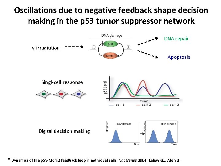 Oscillations due to negative feedback shape decision making in the p 53 tumor suppressor