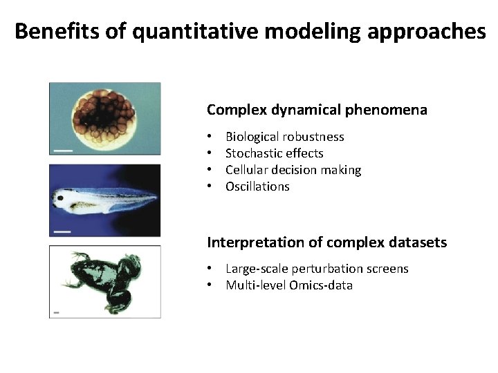 Benefits of quantitative modeling approaches Complex dynamical phenomena • • Biological robustness Stochastic effects