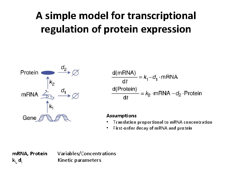 A simple model for transcriptional regulation of protein expression Assumptions • • m. RNA,