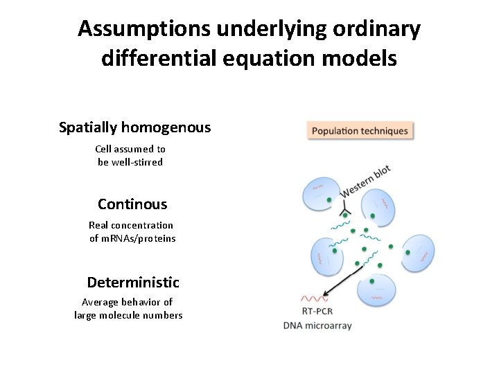 Assumptions underlying ordinary differential equation models Spatially homogenous Cell assumed to be well-stirred Continous