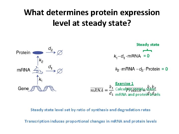 What determines protein expression level at steady state? Steady state =0 =0 Exercise 1