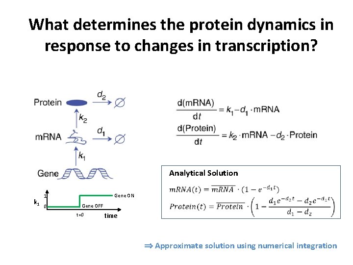 What determines the protein dynamics in response to changes in transcription? Analytical Solution k