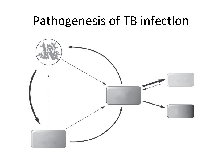 Pathogenesis of TB infection 