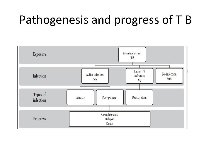 Pathogenesis and progress of T B 