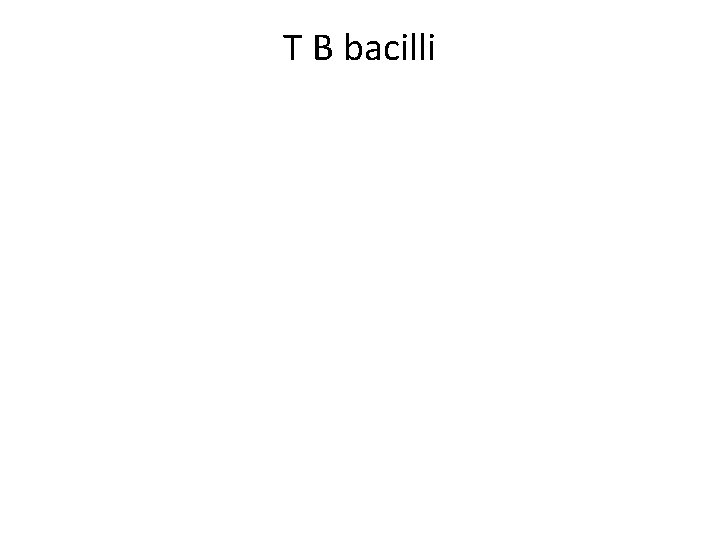 T B bacilli 