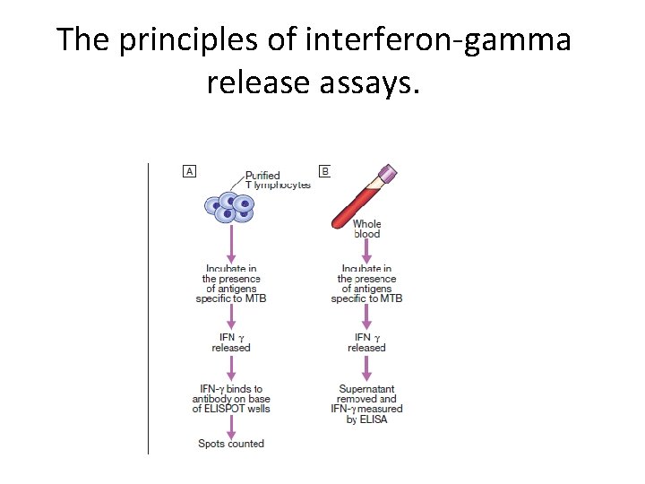 The principles of interferon-gamma release assays. 