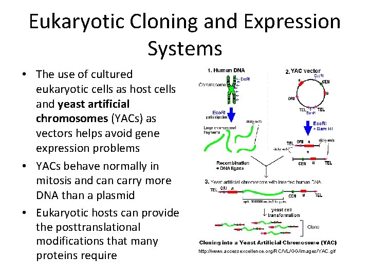 Eukaryotic Cloning and Expression Systems • The use of cultured eukaryotic cells as host