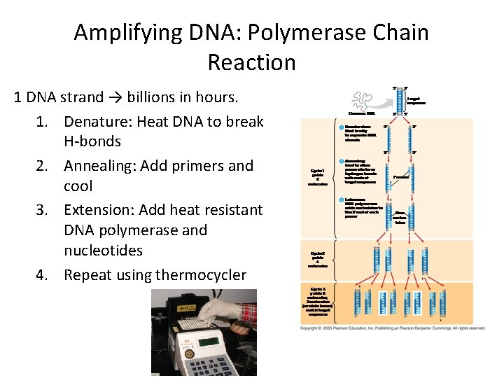Amplifying DNA: Polymerase Chain Reaction 1 DNA strand → billions in hours. 1. Denature: