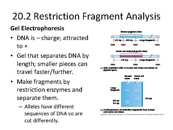 20. 2 Restriction Fragment Analysis Gel Electrophoresis • DNA is – charge; attracted to