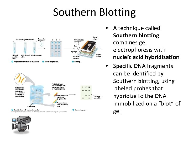 Southern Blotting • A technique called Southern blotting combines gel electrophoresis with nucleic acid