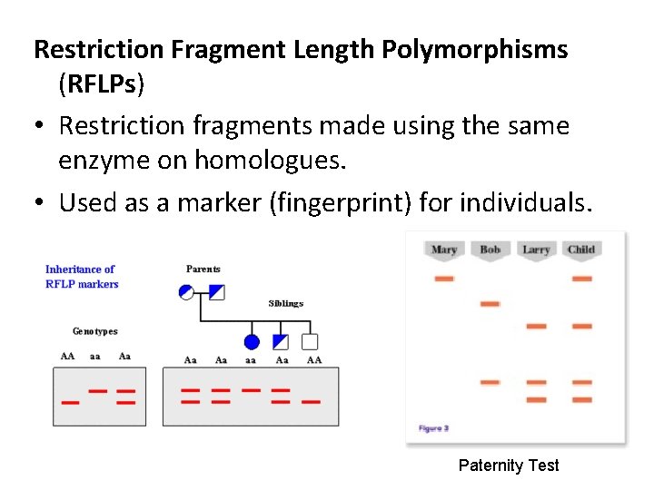 Restriction Fragment Length Polymorphisms (RFLPs) • Restriction fragments made using the same enzyme on
