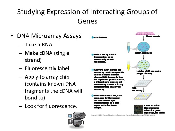 Studying Expression of Interacting Groups of Genes • DNA Microarray Assays – Take m.