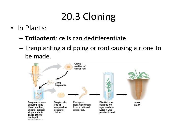  • In Plants: 20. 3 Cloning – Totipotent: cells can dedifferentiate. – Tranplanting