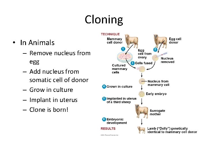 Cloning • In Animals – Remove nucleus from egg – Add nucleus from somatic