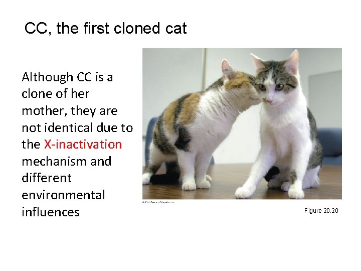 CC, the first cloned cat Although CC is a clone of her mother, they