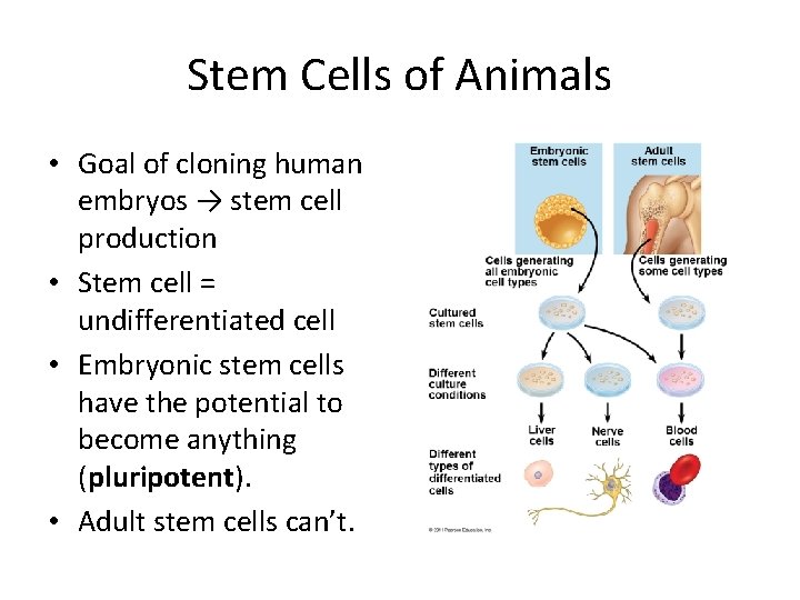 Stem Cells of Animals • Goal of cloning human embryos → stem cell production