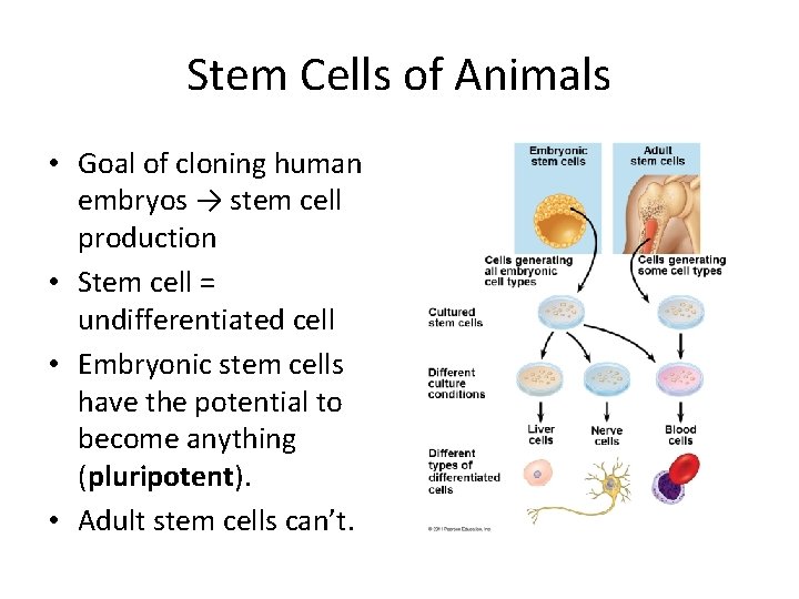 Stem Cells of Animals • Goal of cloning human embryos → stem cell production