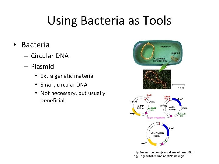 Using Bacteria as Tools • Bacteria – Circular DNA – Plasmid • Extra genetic