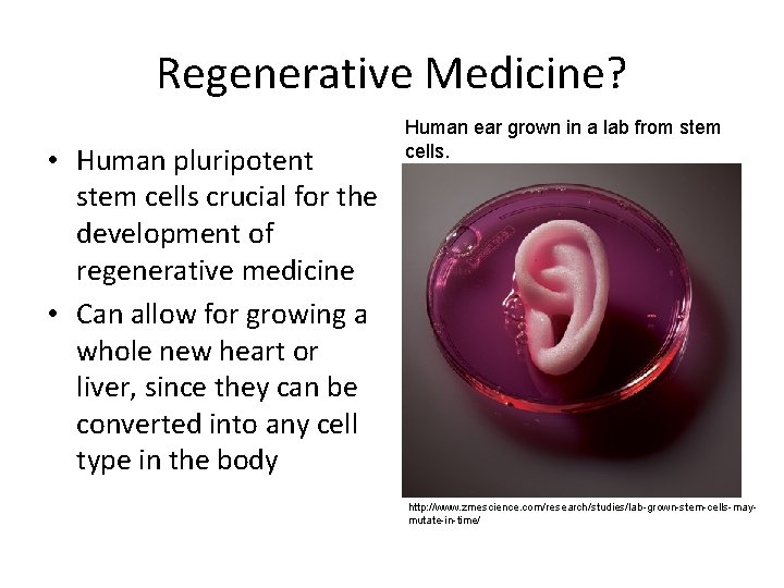 Regenerative Medicine? • Human pluripotent stem cells crucial for the development of regenerative medicine