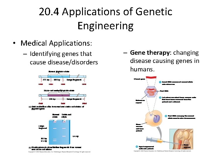 20. 4 Applications of Genetic Engineering • Medical Applications: – Identifying genes that cause