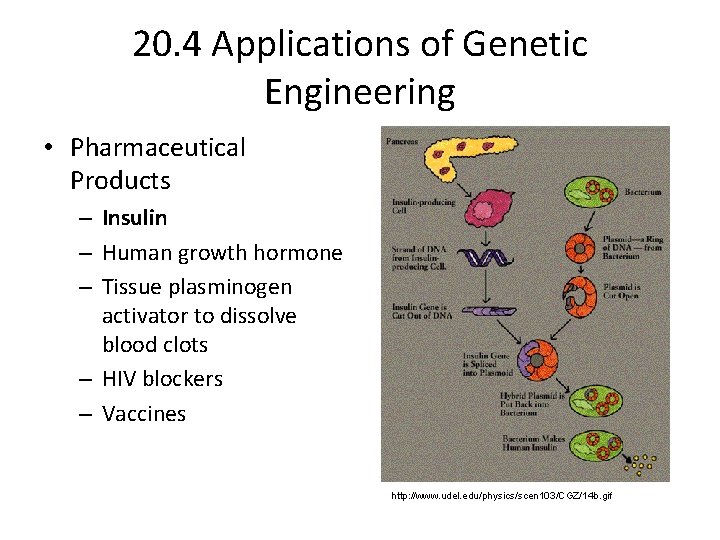 20. 4 Applications of Genetic Engineering • Pharmaceutical Products – Insulin – Human growth