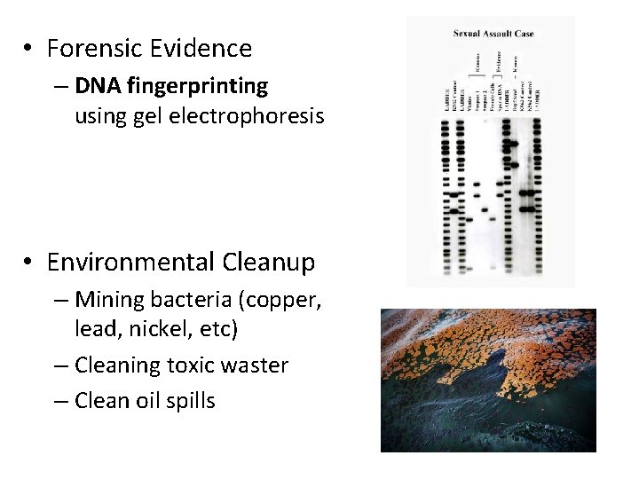  • Forensic Evidence – DNA fingerprinting using gel electrophoresis • Environmental Cleanup –