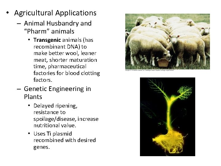  • Agricultural Applications – Animal Husbandry and “Pharm” animals • Transgenic animals (has