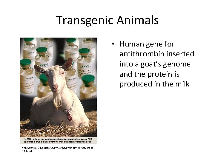 Transgenic Animals • Human gene for antithrombin inserted into a goat’s genome and the