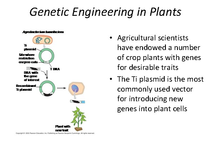 Genetic Engineering in Plants • Agricultural scientists have endowed a number of crop plants