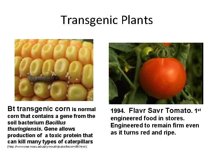 Transgenic Plants Bt transgenic corn is normal corn that contains a gene from the