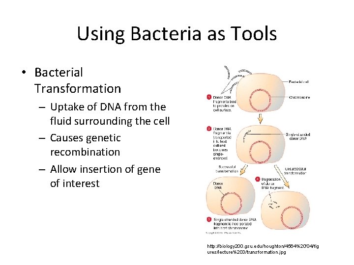 Using Bacteria as Tools • Bacterial Transformation – Uptake of DNA from the fluid