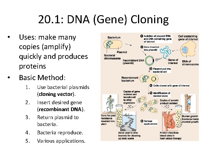 20. 1: DNA (Gene) Cloning • • Uses: make many copies (amplify) quickly and