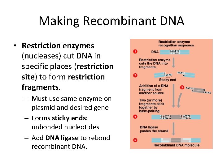 Making Recombinant DNA • Restriction enzymes (nucleases) cut DNA in specific places (restriction site)