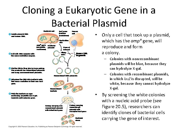 Cloning a Eukaryotic Gene in a Bacterial Plasmid • Only a cell that took