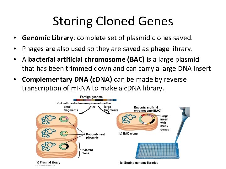 Storing Cloned Genes • Genomic Library: complete set of plasmid clones saved. • Phages