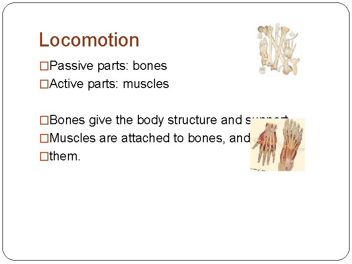 Locomotion �Passive parts: bones �Active parts: muscles �Bones give the body structure and support.