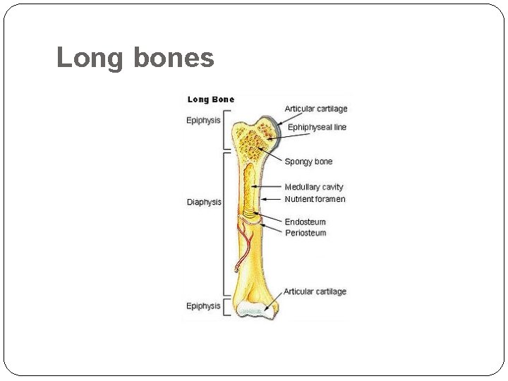 Long bones 