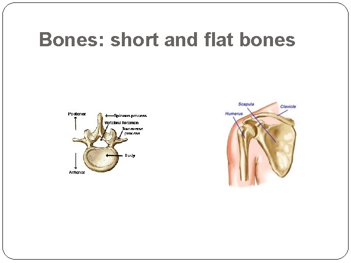 Bones: short and flat bones 