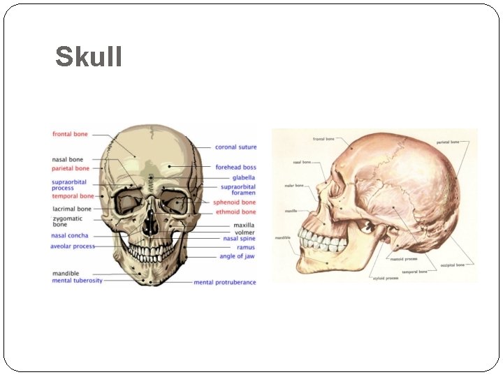 Skull 