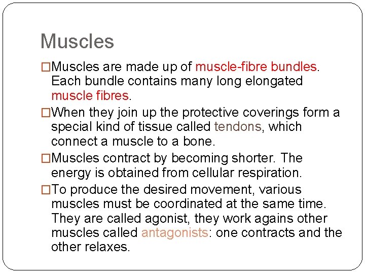 Muscles �Muscles are made up of muscle-fibre bundles. Each bundle contains many long elongated