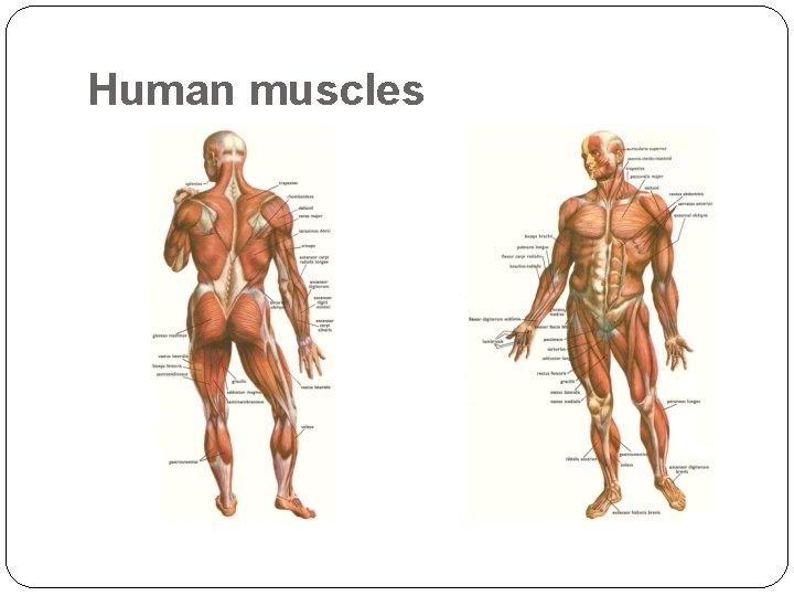 Human muscles 