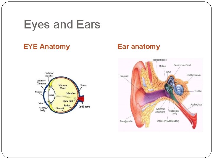 Eyes and Ears EYE Anatomy Ear anatomy 