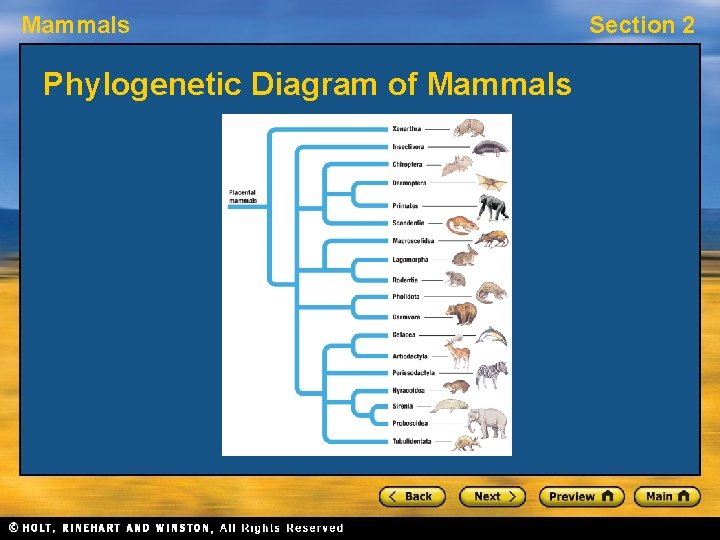 Mammals Phylogenetic Diagram of Mammals Section 2 